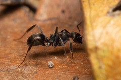 Prolasius