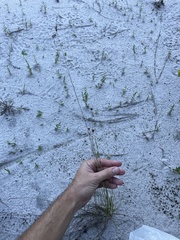 Rhynchospora fascicularis