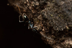 Leptomyrmex burwelli