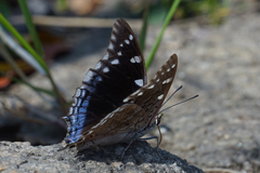 Charaxes guderiana guderiana