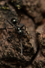 Leptomyrmex burwelli
