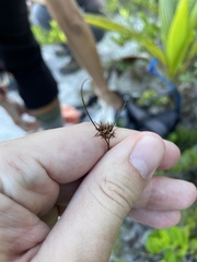 Rhynchospora fascicularis