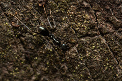 Leptomyrmex burwelli