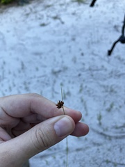 Rhynchospora fascicularis