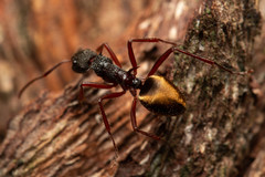 Dolichoderus extensispinus