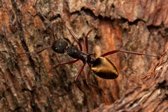 Dolichoderus extensispinus