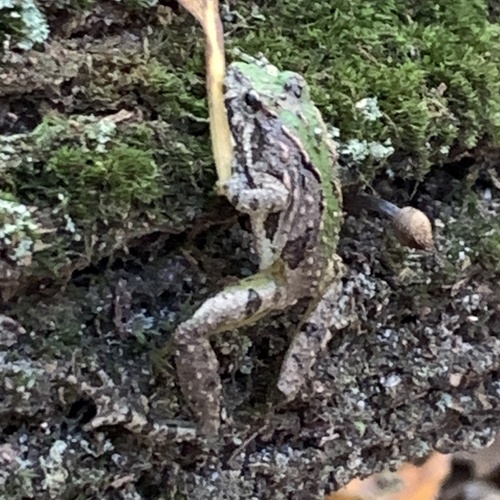Northern Cricket Frog