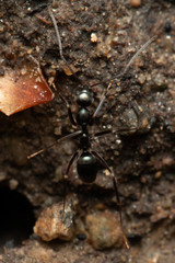 Leptomyrmex burwelli