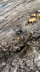 Latrodectus variolus