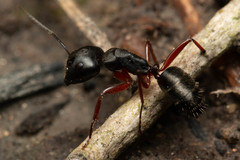 Camponotus hartogi
