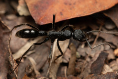 Leptogenys sjostedti
