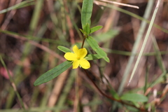 Hibbertia salicifolia