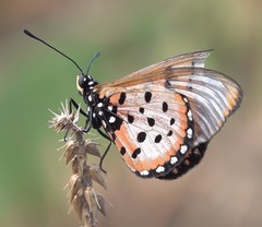 Acraea neobule