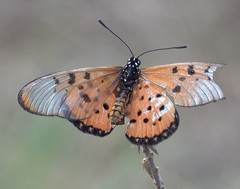 Acraea neobule