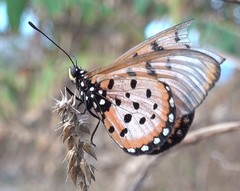 Acraea neobule