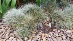 Festuca glauca