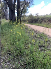 Bulbine glauca