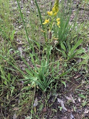Bulbine glauca