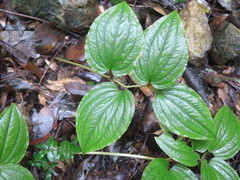Croomia japonica