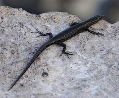 Cryptoblepharus ater