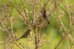 Sporophila caerulescens