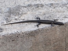 Cryptoblepharus ater