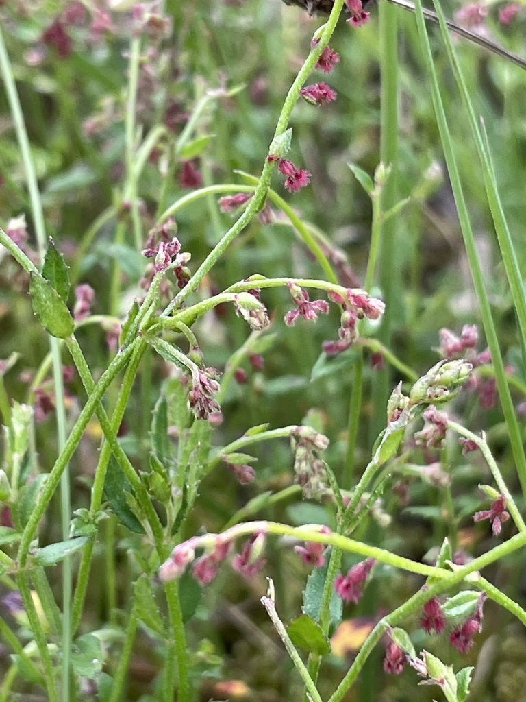 Common Raspwort from Casuarina Drive, Frankston South, VIC, AU on ...