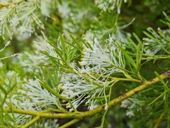 Grevillea curviloba