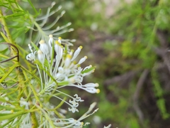 Grevillea curviloba