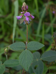 Desmodium intortum