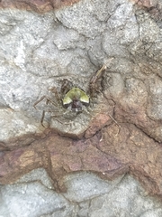 Halicarcinus