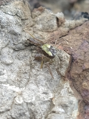 Halicarcinus