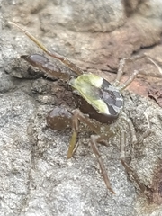 Halicarcinus