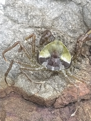 Halicarcinus