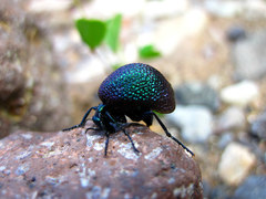 Cysteodemus wislizeni