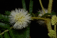 Mimosa galeottii