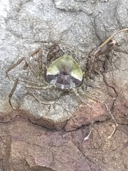 Halicarcinus
