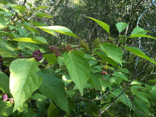 Callicarpa americana