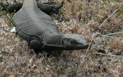 Varanus tristis