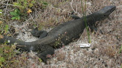 Varanus tristis