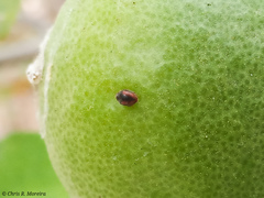 Scymnobius ecuadoricus