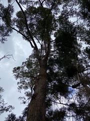 Eucalyptus microcorys