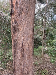 Eucalyptus microcorys