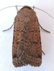 Abagrotis reedi