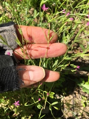 Centaurium pulchellum
