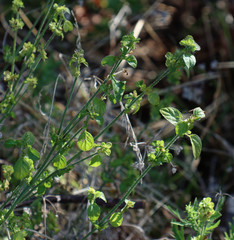 Dicliptera brachiata