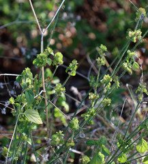 Dicliptera brachiata