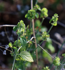 Dicliptera brachiata