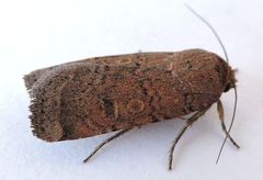 Abagrotis reedi