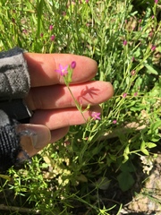 Centaurium pulchellum
